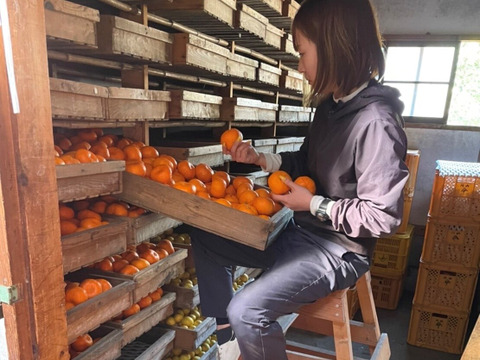 【アワード受賞福袋】応援ありがとう！仲屋の柑橘 食べ比べセット 《3月下旬発送》仲屋 海瀬農園  バラエティセット