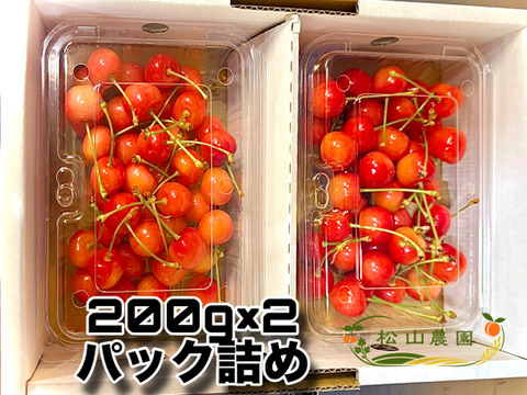 初夏の宝石！秋田県産さくらんぼ【佐藤錦】ご家庭用フードパック200g×2詰め