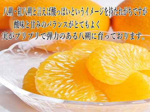 小振り紅八朔 訳あり 3kg 尾道 広島産 紅八朔 家庭用紅八朔 小振りサイズ