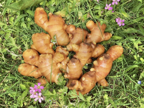 キリッと香りが良い！生姜0.5kg（糸島産・農薬＆化学肥料不使用）