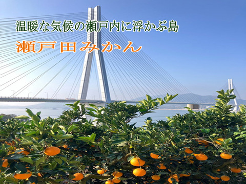 ネーブルオレンジ 10kg 広島 瀬戸田産 家庭用 国産ネーブル