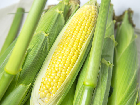 果樹農家がつくるスイートコーン「おおもの」家庭用3kg