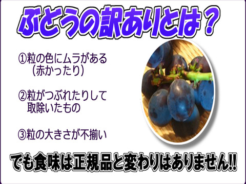 オーロラブラック 家庭用 岡山産 2kg 約4房～6房 訳ありぶどう