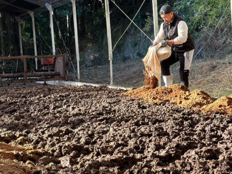 農家直送　特別栽培米  新米２０２５『ミネアサヒ』 令和７年産 １０キロ