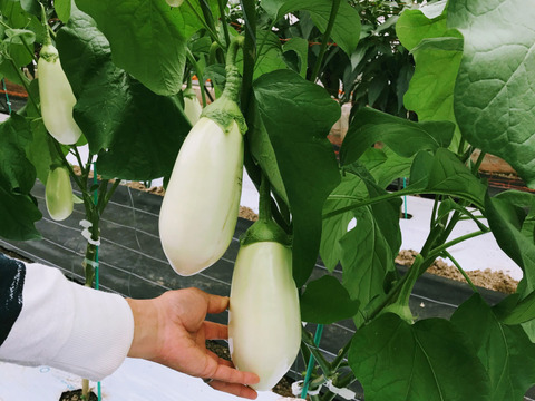 【セット】おまかせ旬のなすセレクション(4種 2-3人分) 【朝採れ】