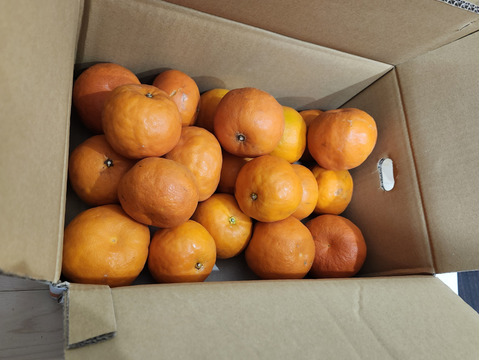 【訳あり】したたる果汁！暑い季節にもってこい！セミノール  4kg（樹上完熟、袋掛け栽培）