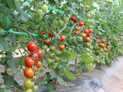 【たっぷり3kg】特別栽培&JGAP認証農場の『ふらの産ミニトマト』3kg