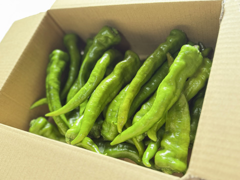 ＼数量限定セール／朝採れ万願寺とうがらし/約1kg(茨城県産)