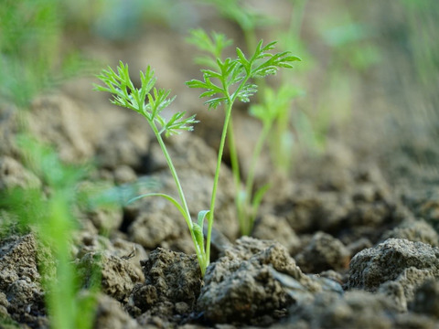 にんじんと玄米のスープ（6個）
