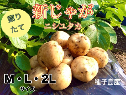 【期間限定】種子島産 新じゃが(ML2L)＆熟成安納芋(2Sサイズ) セット ｜1箱10kg(箱別)