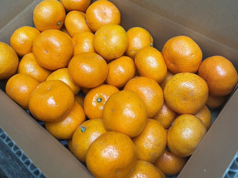 糖度12度！ 小さな果実に甘みがギュッ！ 西浦ブランドみかん『プティ寿太郎』3kg ★2/25より順次発送予定 仲屋 海瀬農園