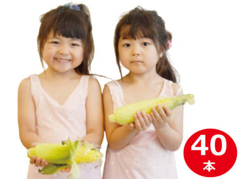 【夏ギフト】わけあり 訳あり 業務用 とうもろこし40本 店舗 コーンリブ 焼きとうもろこし用 直売店で1時間に1000本以上が売れたこともあります 岡山 ひるぜん農園 WAKE_40