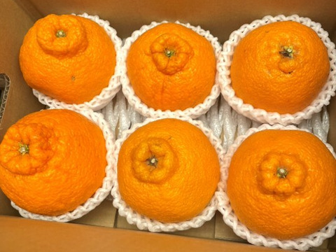 【アワード受賞】完熟！不知火 (しらぬい) 6玉 サイズ混合 仲屋 海瀬農園