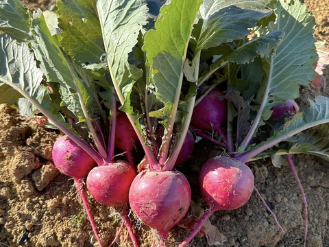 冬野菜Lセット9品目前後（農薬・化学肥料不使用）