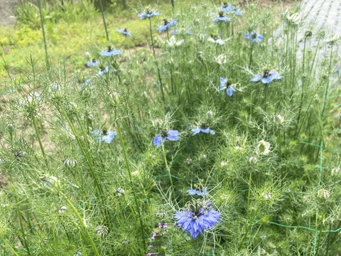 【お届け20本-40㎝】〜ニゲラ〜　初夏から夏が旬の可憐で涼しげなお花！
