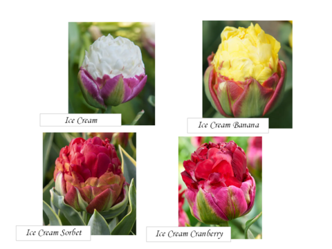 【限定30個】球根付きチューリップ　”アイスクリームMIX”　4種5本※北海道・沖縄県配送不可※