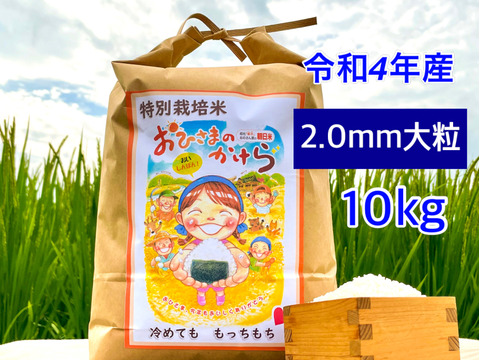 🔴限定3🔴🌾特別栽培米🌾冷めても美味しい【おひさまのかけら朝日米2.0mm】白米10kg