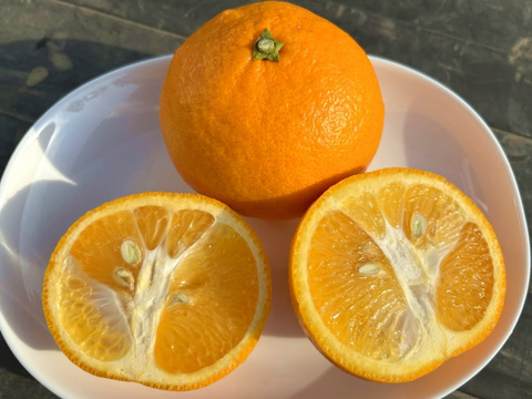 訳あり品 ややキズあり 甘酸っぱい！ 香酸柑橘 伊勢志摩産 1個約250g×6個入り