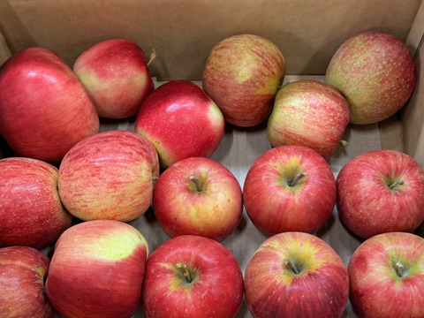 【お買い得✨ワケあり商品】加工用サンつがる3kg(バラ詰め)　青森県産りんご　数量限定