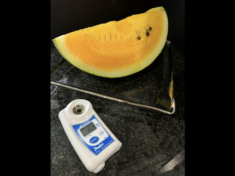 【訳あり】糖度13-15【サマーオレンジ】『大里果樹園のスイカ』2Ｌ-3Ｌ