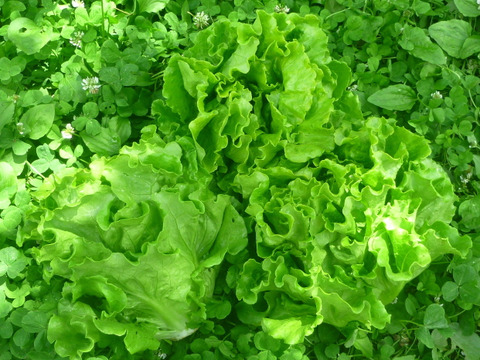 【夏ギフト】サラダよし！炒めてよし！シャキッ！★チャオレタス＊5個
～農薬/化学肥料・不使用