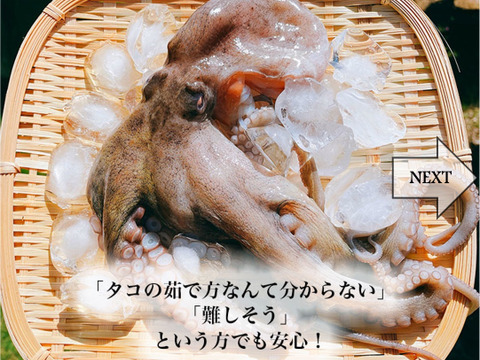 【冬ギフト】絶品日間賀島産たこ シェアセット<５匹入り> たこ焼きパーティーにもぴったり
