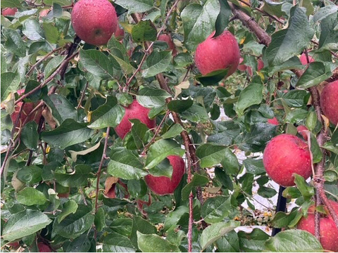 【訳あり】青森県産りんご 葉取らずふじ10kg