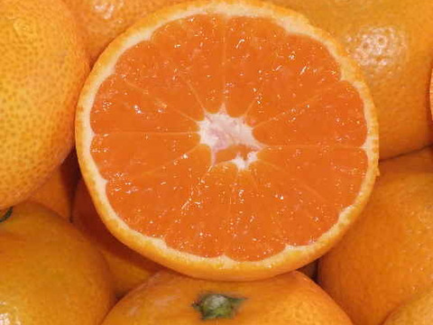 とにかく甘い！ひめまる石地みかん（小玉３Kg）