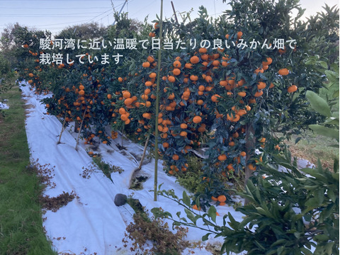 【貯蔵熟成で濃い甘み】濃蜜 青島みかん 5kg｜静岡県から産地直送（糖度12～14度）