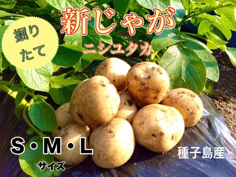 【期間限定】種子島産 新じゃが(SML)＆熟成安納芋(2Sサイズ) セット ｜1箱10kg(箱別)