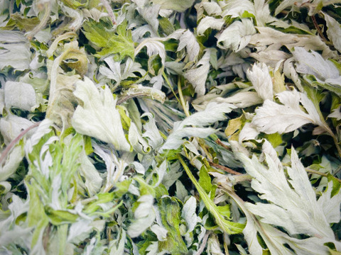 自然栽培】乾燥よもぎ・北海道産 30g：北海道産のよもぎ｜食べチョク