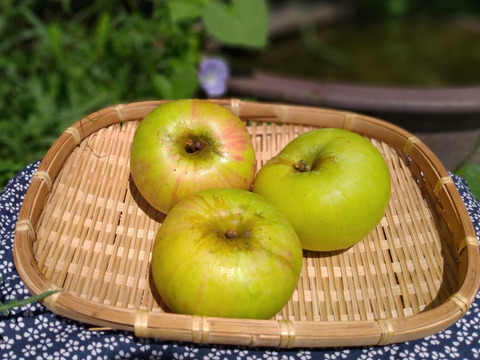 【２箱限定】クッキングアップル「ブラムリー」超貴重な超低農薬りんご！！（12玉）