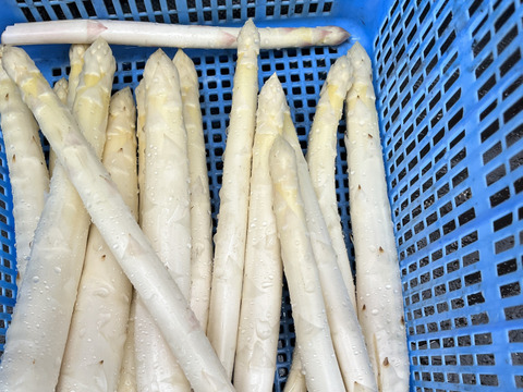 八甲田の恵み 極太ホワイトアスパラ(1kg)