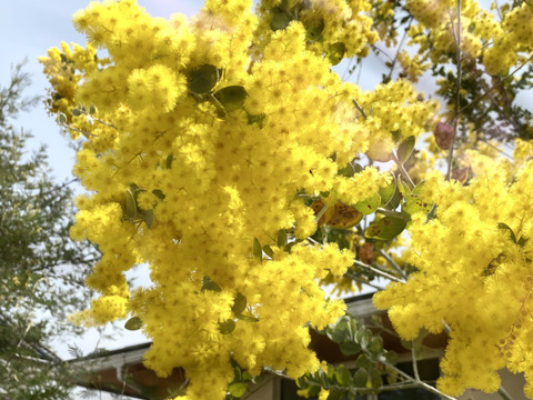 【ふわふわのミモザ10本】春を感じさせるミモザのふわふわとした美しさをぜひ楽しんでみて！ドライフラワーにも楽しめます。