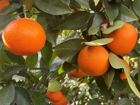 【アワード受賞】2/28より順次発送 数量限定 訳あり『天草』1.5kg サイズ混合 仲屋 海瀬農園