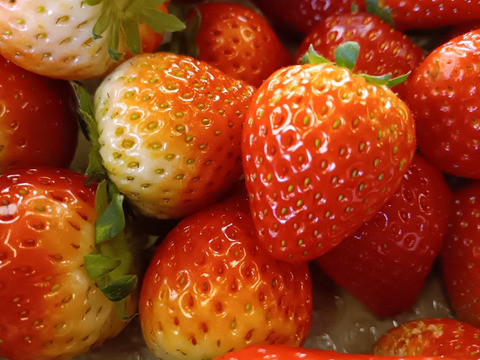 栃木県産とちあいか！たっぷり約1kg！規格外のため格安！甘くて酸味が少ない品種です！