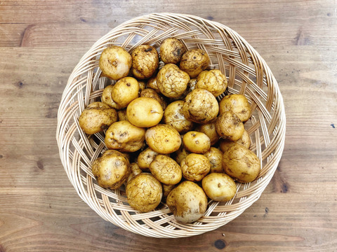 【B級品】小さいジャガイモ★3kg【農薬も化学肥料も使わずに育てています】