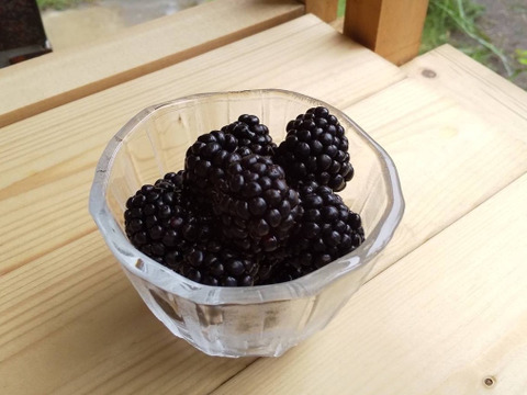 ワインのような深み！大人のブラックベリー｜収穫当日に冷凍 (1kg)