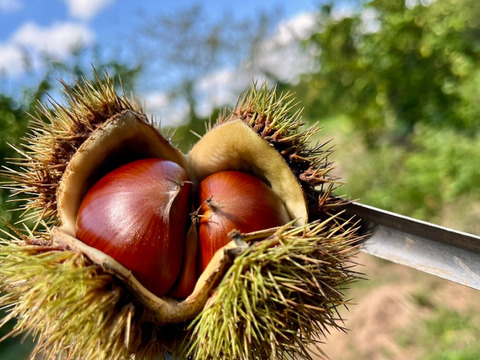 《注文殺到の為注文受けた順に発送いたします》30箱限定販売！渋皮がほとんど無い大人気の高級丹波栗M〜2Lサイズ(1kg)