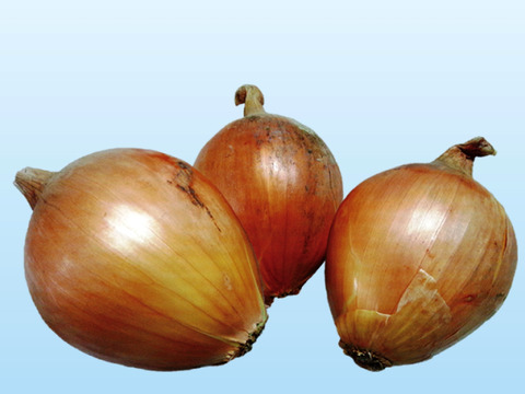 淡路島玉ねぎ　訳あり品 １０ｋｇ　お買い得！残留農薬不検出。