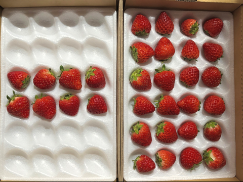 【軽井沢高原・夏秋いちご・化学農薬を限界まで抑えたこだわりの当園独自農法】★数量限定・お買い得商品★ご自宅・プロ用★夏・秋が旬の夏秋いちご複数品種食べ比べ（無選別４００ｇ：計２シート）