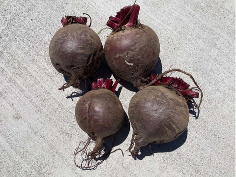 【奇跡の野菜！！】栄養満点スーパーフード、甘くて風味豊かな  ビーツ約1kg