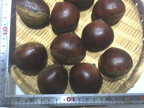 【最短出荷】和栗希少4Lサイズ 500ｇ