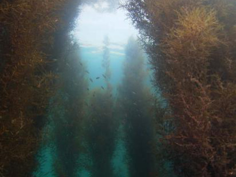 天草産天然アカモク 100ｇパック×5個