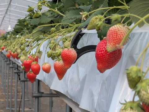 【特Aスターナイト】宮城蔵王産 いちご 250g×4P