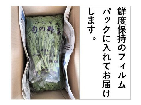 新鮮、風味豊かな春菊＜約2kg＞