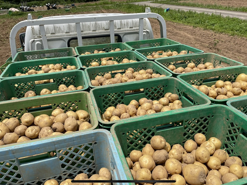 負けません能登！感謝の玉手箱！
能登町産じゃがいも（とうや1.5ｋｇ-２ｋｇ）