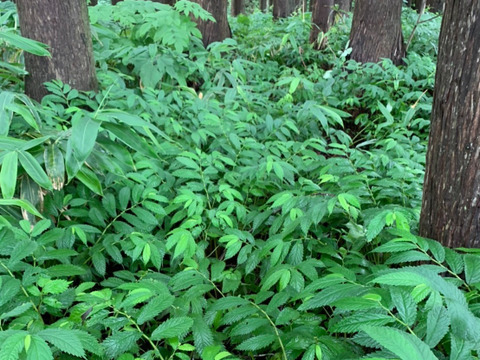 山の恵みたっぷり クセが少ない山菜ミズ ウワバミソウ 単品 秋田県産 食べチョク 農家 漁師の産直ネット通販 旬の食材を生産者直送 山の恵みたっぷり クセが少ない山菜ミズ ウワバミソウ 単品 秋田県産 食べチョク 農家 漁師の産直ネット通販 旬の食材を生産者直送
