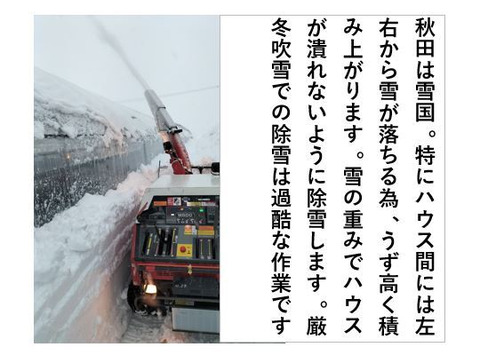 あさつき【キュルッと食感、ほっこりする甘さ】＜約800g＞
