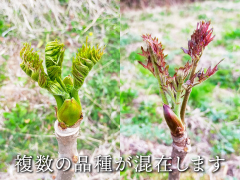 【西根の森 タラの芽 もちタラ】（宮城産 シーズン物 原木収穫） (50g×3)